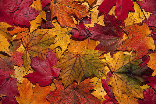 Fall Wallpaper & Screensaver screenshot 2