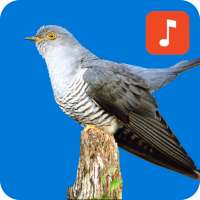 Cuckoo Bird Ringtones
