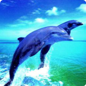 Dolphins live wallpaper icon