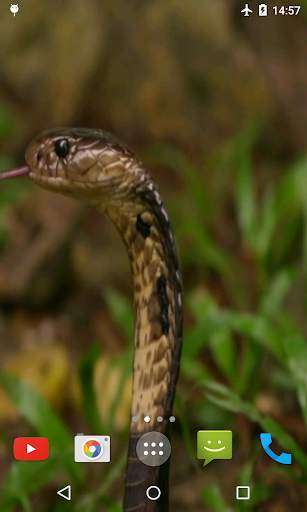 Cobra Video Live Wallpaper screenshot 4