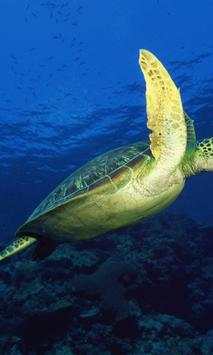 Turtle wallpapers screenshot 3