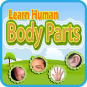 Learn Human Body Parts 1.3