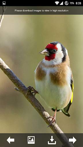 Birds Live HD Wallpapers screenshot 3