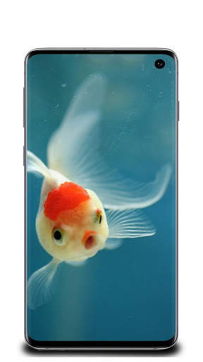 Fish Wallpaper screenshot 5