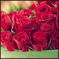 Red Rose Wallpapers on 9Apps