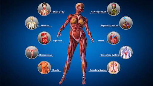 Female Anatomy : Woman Body Visualizer скриншот 2
