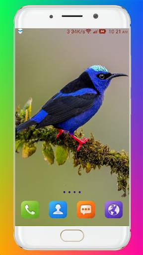 Bird Wallpaper HD screenshot 9