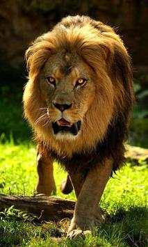 Lion screenshot 1