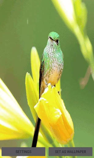 Bird On Flower LWP screenshot 1