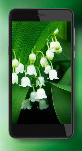 Spring Lilies live wallpaper screenshot 2