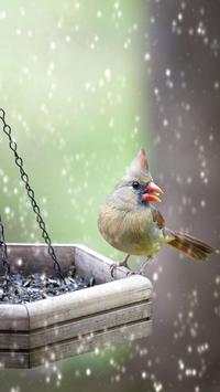 Birds LiveWallpapers screenshot 5