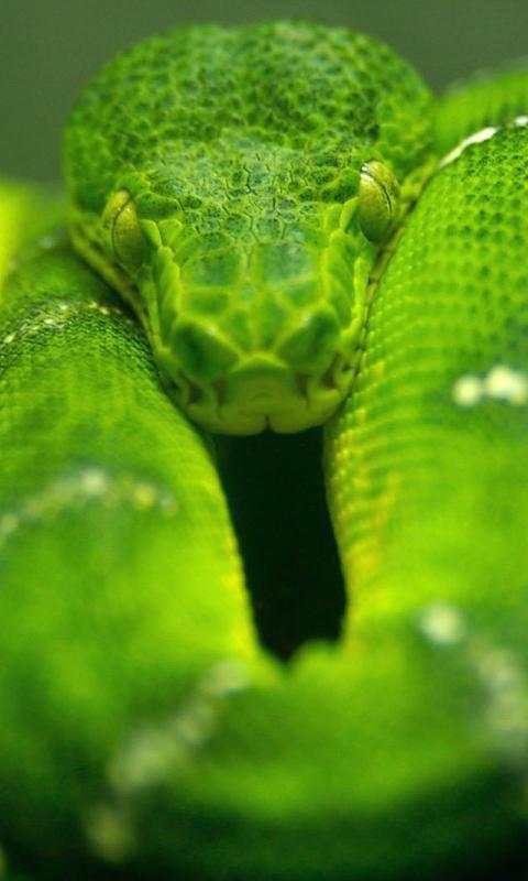 Snake Live Wallpaper - backgrounds hd 3 تصوير الشاشة