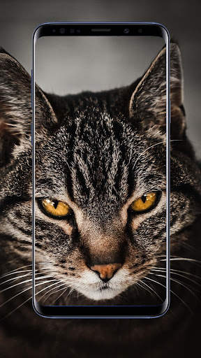 Angry Wallpaper स्क्रीनशॉट 2