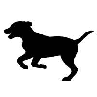 Literally just a picture of my dog