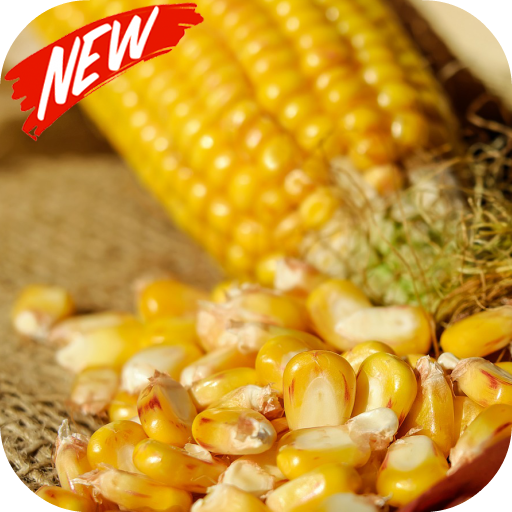 Corn wallpaper أيقونة