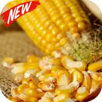 Corn wallpaper on 9Apps