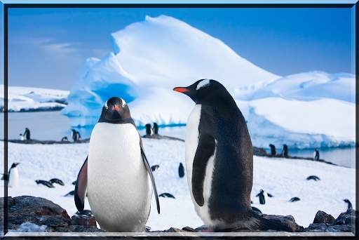 Birds Jigsaw Puzzles स्क्रीनशॉट 6
