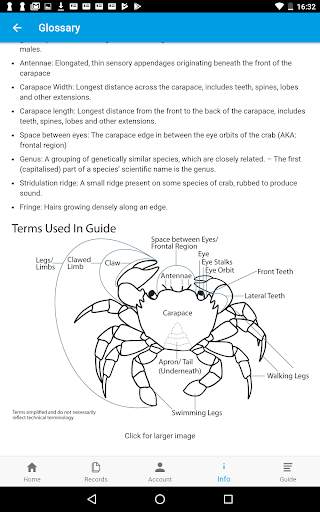 Crab Watch скриншот 8
