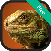 Lizard (Animal) Sound Ringtones icon