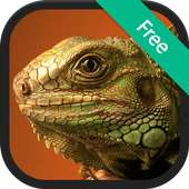 Lizard (Animal) Sound Ringtones