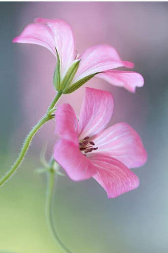 Flower Wallpaper screenshot 3