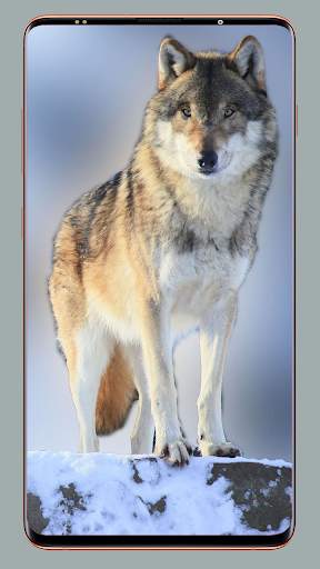 Wolf Wallpaper HD screenshot 16