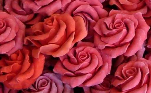 Red Rose's wallpaper &WhatsApp Roses Sticker screenshot 1