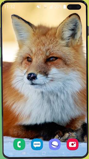 Fox Wallpaper Best HD screenshot 10