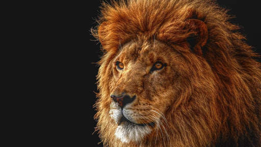 Lion Live Wallpaper (Wallpapers & Backgrounds) screenshot 6