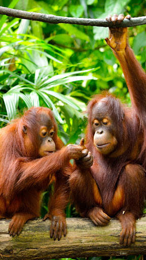 Monkey HD Wallpaper screenshot 5