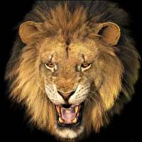 Lion Wallpapers and Keyboard on 9Apps