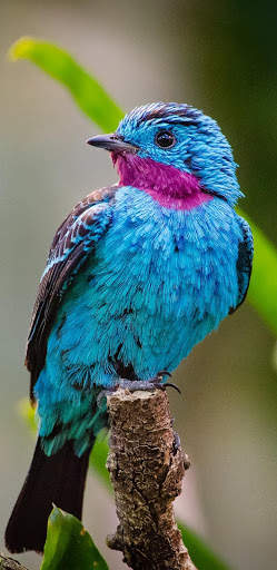 Bird Wallpapers HD screenshot 15
