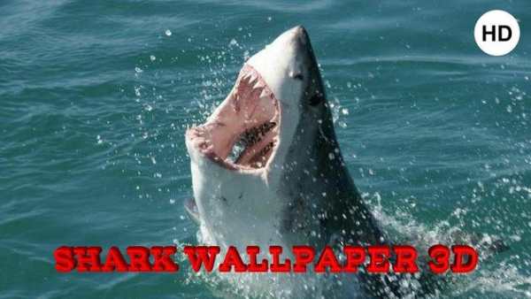 Shark Wallpaper 3D screenshot 1