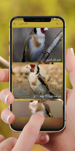 صوت طائر الحسون للتعليم - بدون نت screenshot 1