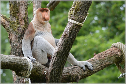 Monkey Photo Frames screenshot 6