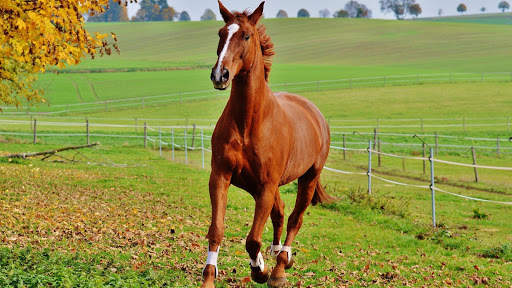 Horses Live Wallpaper (wallpapers & backgrounds) screenshot 5