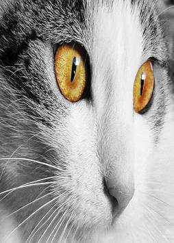 Cutecat Live Free Wallpaper screenshot 2
