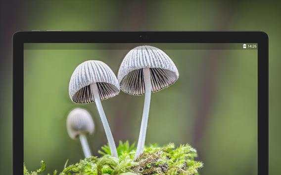 Mushroom Wallpapers HD (backgrounds & themes) screenshot 8