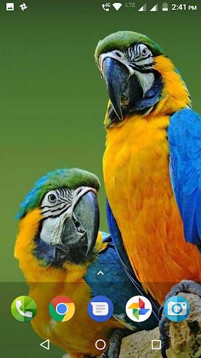 Macaw Wallpaper screenshot 1