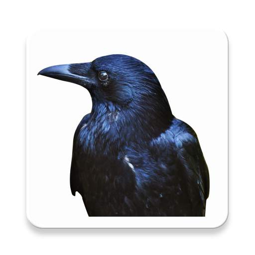News Crow 11