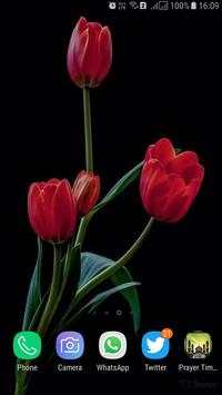 HD Tulip New Wallpaper screenshot 7