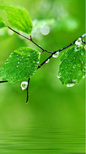 Green Wallpaper 4K, Green Shades background screenshot 2