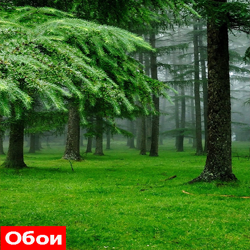 Nature Wallpapers 2021 HD icon