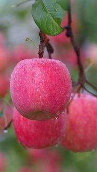 Apple Wallpapers HD screenshot 5