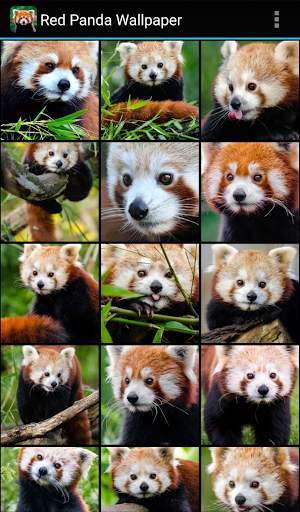 Red Panda Wallpaper screenshot 2