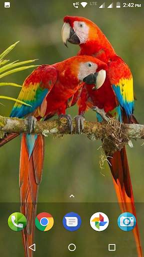 Macaw Wallpaper screenshot 3