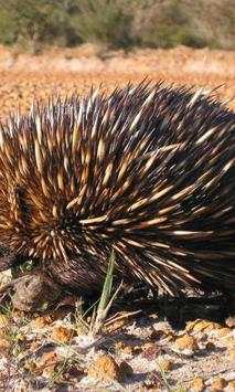 Echidna wallpapers screenshot 4