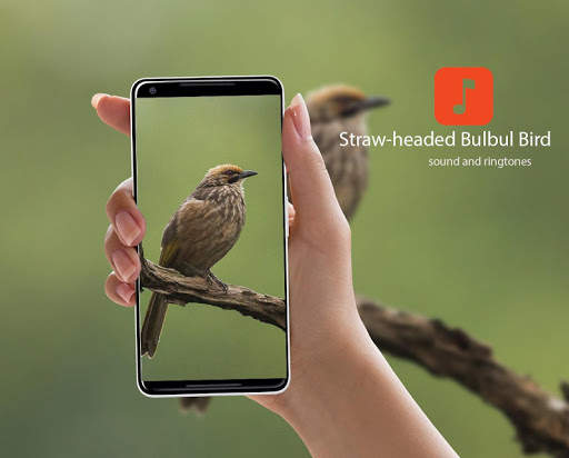 Straw-headed Bulbul Bird Calls screenshot 1
