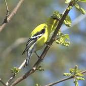 Nature Live Walpaper 38 1.0