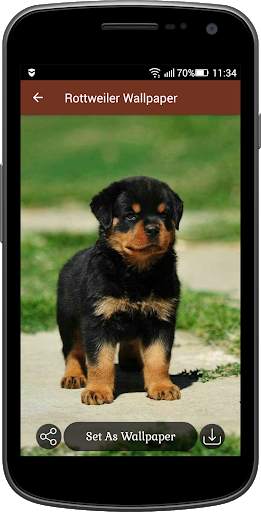 Rottweiler Wallpaper screenshot 3